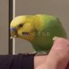 保護鳥の画像