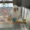 迷子鳥の画像