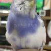 保護鳥の画像