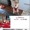 迷子犬の画像