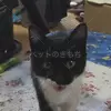 保護猫の画像