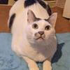 迷子猫の画像