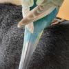 迷子鳥の画像