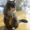 保護猫の画像