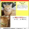 迷子猫の画像