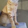 迷子猫の画像