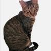 迷子猫の画像
