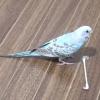 迷子鳥の画像