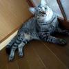 迷子猫の画像