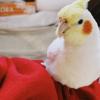 迷子鳥の画像