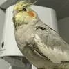 迷子鳥の画像