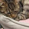 迷子猫の画像