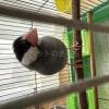 保護鳥の画像