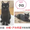 迷子猫の画像