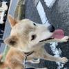 保護犬の画像
