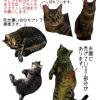 迷子猫の画像