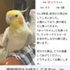 迷子鳥の画像
