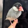迷子鳥の画像