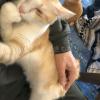 迷子猫の画像